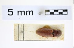 Cardiophorus culciarius (Candèze, 1889)